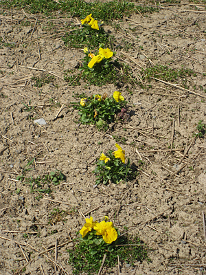 pansy mulched